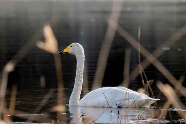 istock whooper swan swimming in a lake 1483188313