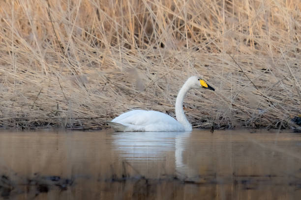 istock whooper swan swims in a swamp 1483188347