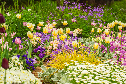 Colorful flowers are in full bloom. Flower bed in the spring season.