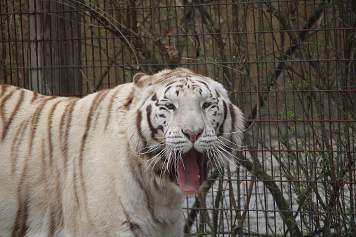 An extremely rare shot of a white tiger and a normal tiger together