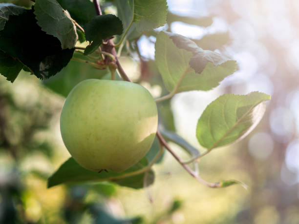 istock Apples growing on an apple tree. Harvest , Ecological cultivation, fertilizers. 1483189460