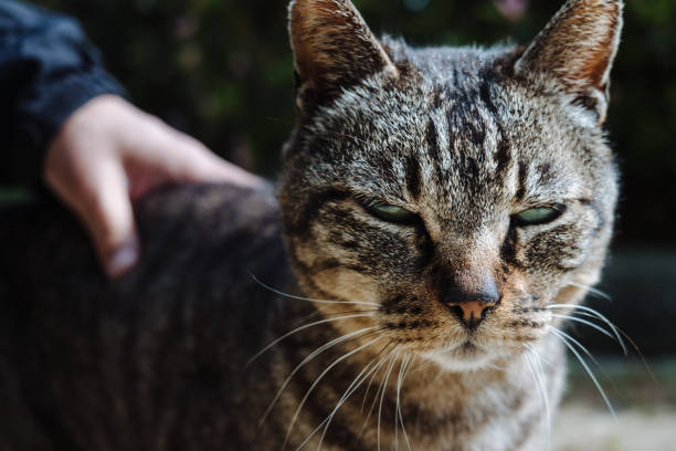 istock A tabby cat that seems to hate being touched by a man 1483190203