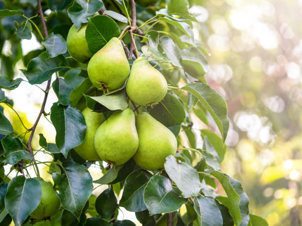 istock Pears hanging on a branch. Harvest concept, fertilizer. 1483190273