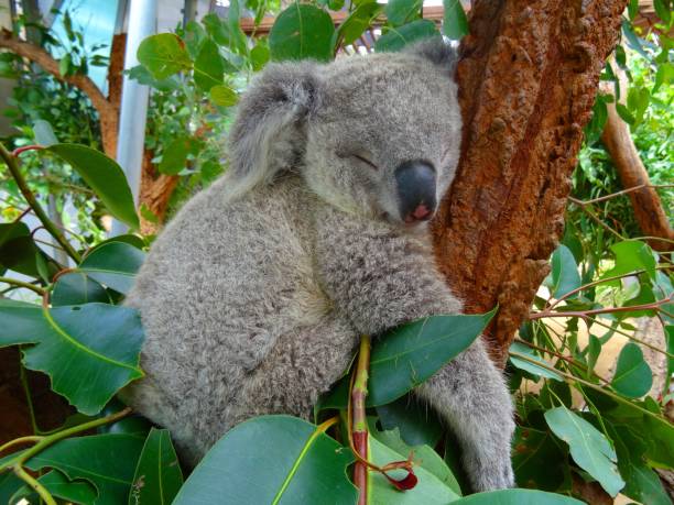 coala sonolento - koala bear animals in the wild perching - fotografias e filmes do acervo
