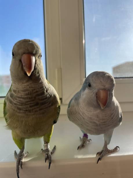istock Green and blue monk parakeets 1483192445