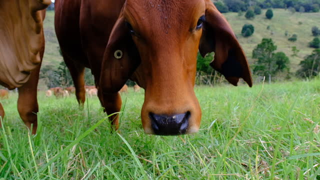 Cow grazing in a grass pasture meadow - slow motion
