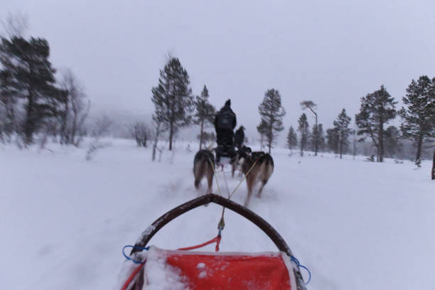 hundeschlittenfahren in norwegen - spitz type dog fotos stock-fotos und bilder