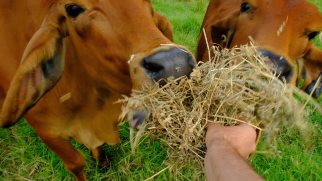 POV feeding cows with hay