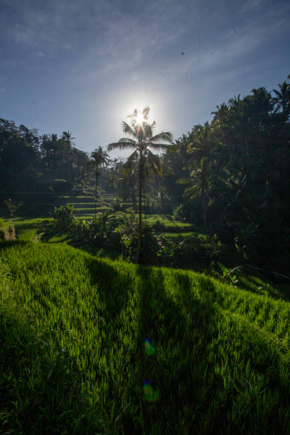 istock Ricefield in tegalalang bali 1483194937