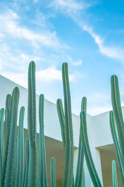 istock A long cactus against the sky 1483195997