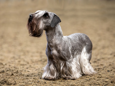 A Cesky Terrier at a dog show. A Cesky is a small terrier type dog that originated in Czechoslovakia.