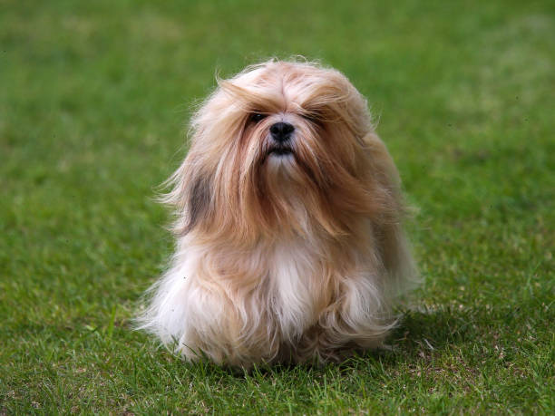 perro lhasa apso - lhasa fotografías e imágenes de stock