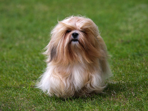 Long haired Lhasa Apso dog on grass