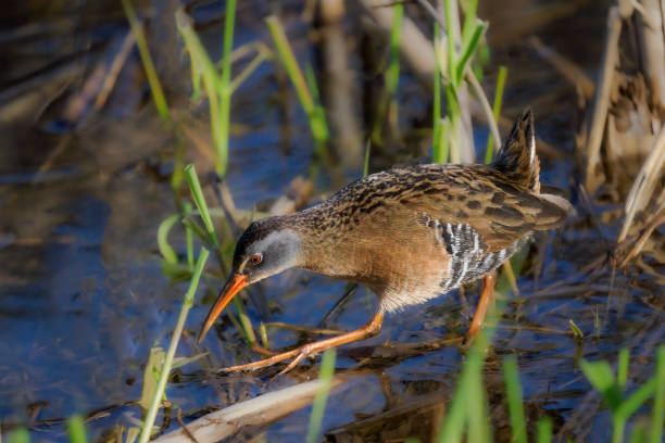 istock Virginia Rail in Wetland Grass  Washington State 1483197834