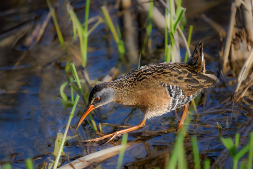 A wetland area with a Virginia rail walking in the dense vegetation near the shore. Is a secretive bird that you will more likely hear than see. Edited.