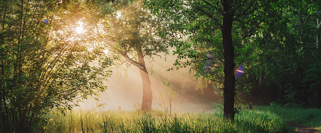 Scenic sunny green landscape. Scenery of morning nature in sunlight. Trees silhouettes on sunrise. Sunbeams and lens flare on foliage with copy space. Bright sun shines through trees leaves on sunset.