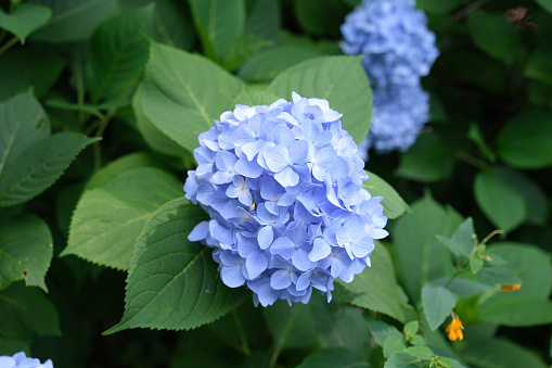 Beautiful blue hydrangea blooms