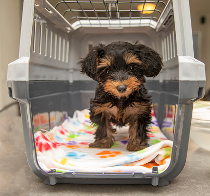 Yorkie Puppy in a Crate Kennel looking at camera
