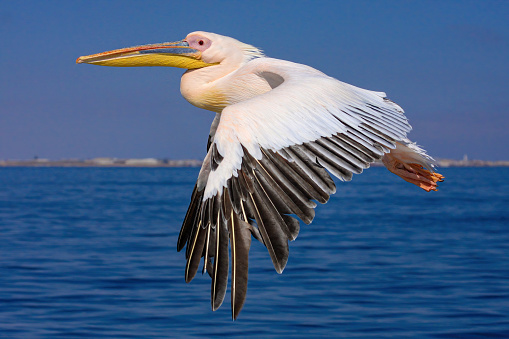 A Great White Pelican at the flight