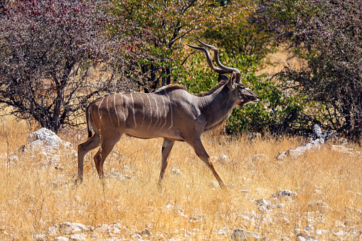 A Kudu Antilope in the savannah of Namibia