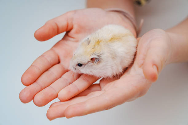 istock a small white with a red hamster in children's hands. 1483201288