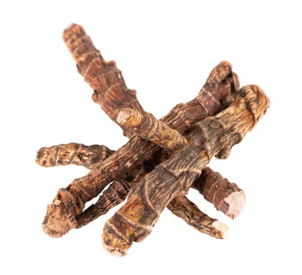 Calamus root isolated on white background. Sweet flag, sway or muskrat root, vasambu. Dry root of Acorus calamus