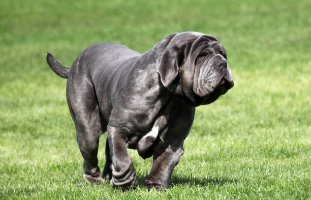 1,400+ Neapolitan Mastiff Stock Photos, Pictures & Royalty-Free Images - iStock | Newfoundland dog, Great dane, Dogue de bordeaux