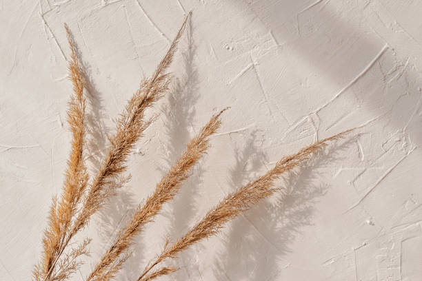 istock Natural summer background with dry meadow grass spikelets bouquet and sunlight shadows on neutral beige textured wall, copy space 1483204556