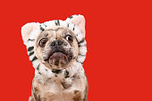 Confused French Bulldog dog with cat headband