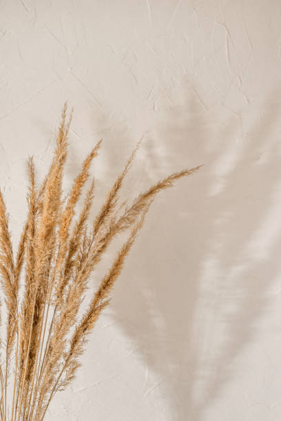 istock Aesthetic natural background with dry meadow grass bouquet and sunlight shadows on neutral beige wall, copy space 1483204748