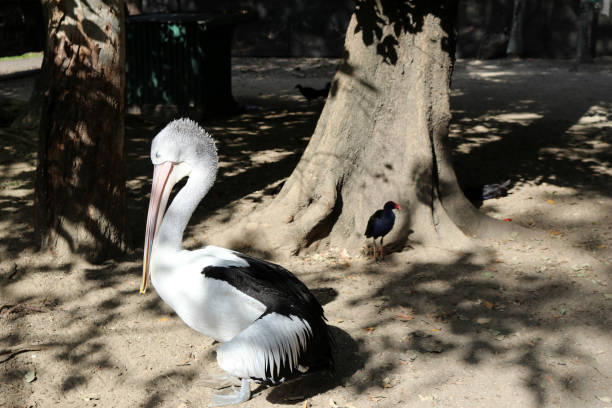 Australian pelican (Pelecanus conspicillatus) is a large waterbird in the family Pelecanidae. It is widespread on the inland and coastal waters of Australia, New Guinea and also in Fiji. It is a predominantly white bird with black wings and a pink bill. It has been recorded as having the longest bill of any living bird. It mainly eats fish, but will also consume birds and scavenge for scraps if the opportunity arises.