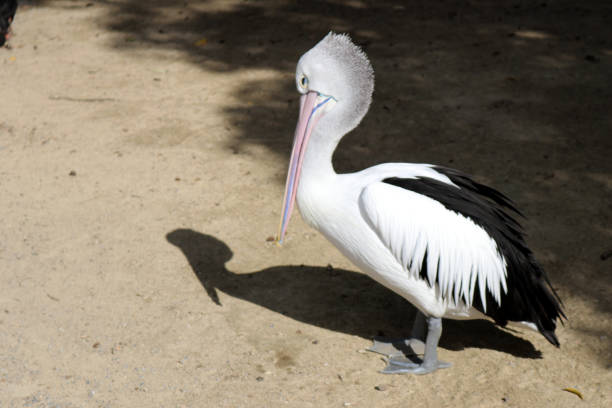 istock Australian pelican (Pelecanus conspicillatus) resting after a hearty meal : (pix Sanjiv Shukla) 1483205357