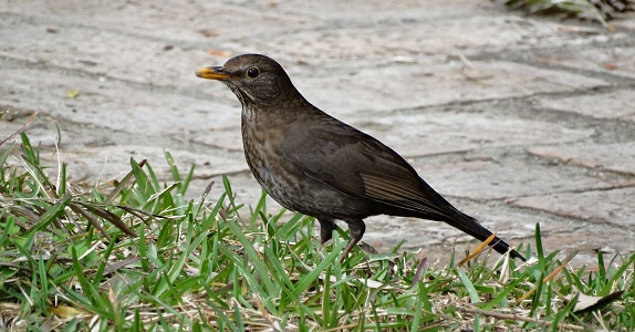 El pájaro negro femenino photo