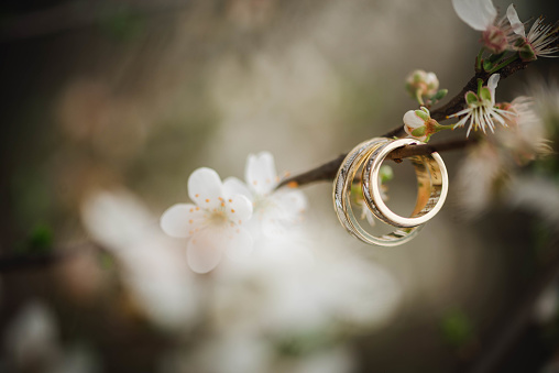 Wedding rings and fresh blossoming tree branch. Wedding rings close up