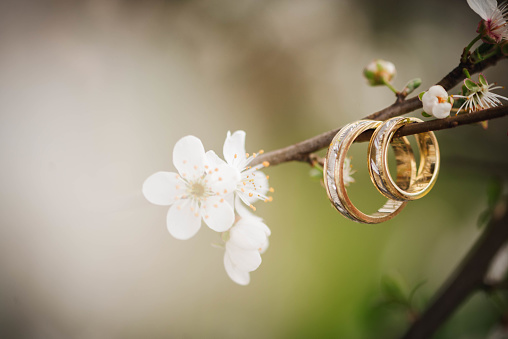 Wedding rings and fresh blossoming tree branch. Wedding rings close up