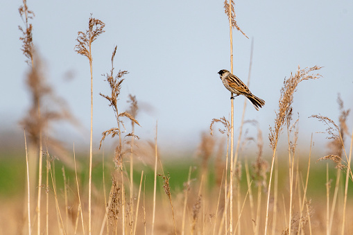 Common reed bunting (Emberiza schoeniclus) sitting on reed in a marsh during springtime in Overijssel, Netherlands.