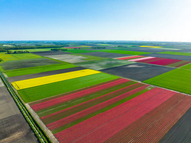 tulipany rosnące na polach agroturystycznych wiosną widziane z góry - noordoostpolder zdjęcia i obrazy z banku zdjęć