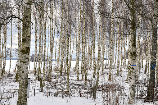 Birch trees in winter time