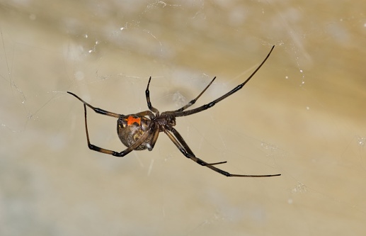 Brown Widow Spider (Latrodectus geometricus) in its web in Houston, TX. Less venomous than its cousin Black Widows, they are located worldwide.