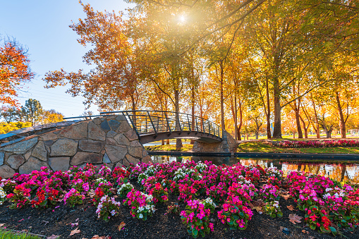 Flowers with bridge over the pond at Rymill Park in Adelaide city on a sunny autumn day