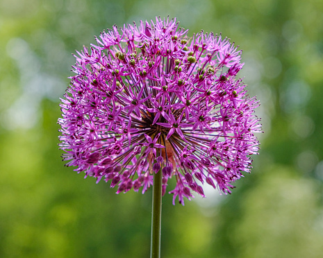 Ornamental garlic (Allium) against natural blurred background