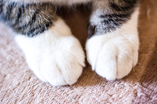 Close-up photo of white paws of tabby cat