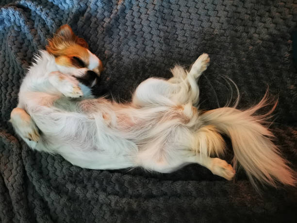 istock chihuahua Violka is resting 1483209202