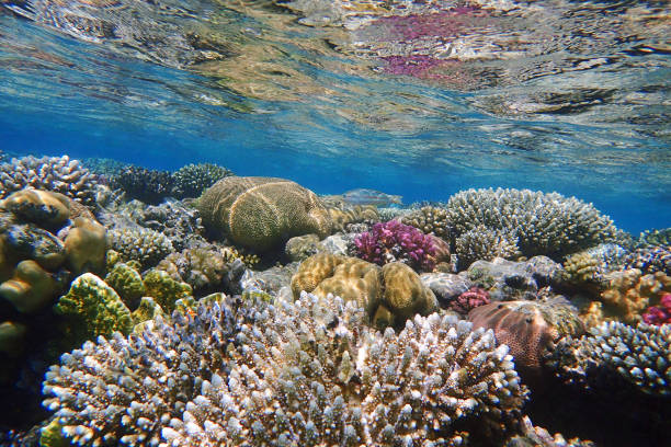 istock coral sea in the egypt 1483209235