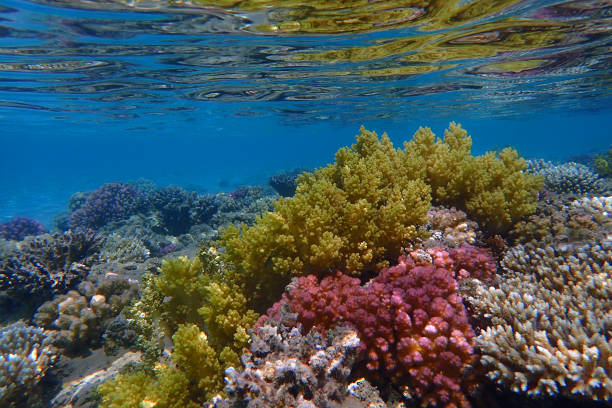 istock coral sea in the egypt 1483209293