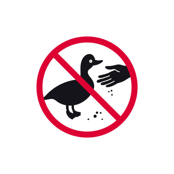 Do not feed birds prohibited sign, don't feed the ducks forbidden modern round sticker, vector illustration Do not feed birds prohibited sign, don't feed the ducks forbidden modern round sticker, vector illustration. animals feeding stock illustrations