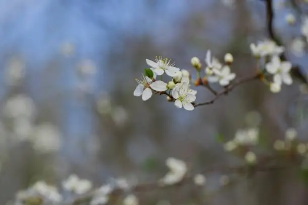 A branch of a blooming tree at the very beginning of spring.