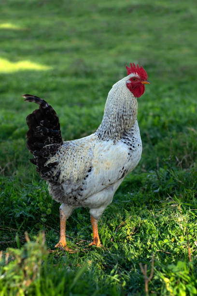istock rooster at the livestock  yard 1483212365