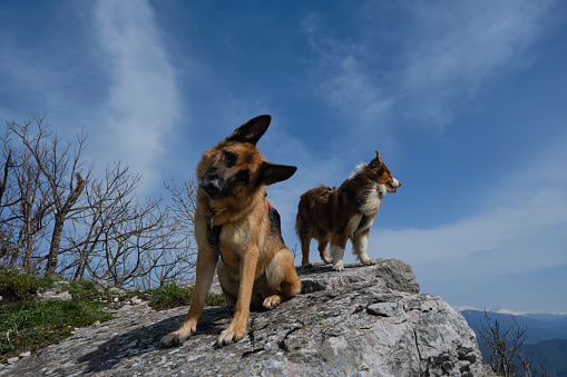 Traveling concept and hiking with two dogs. Australian and German Shepherd dog side by side on big stone on top of cliff against background of blue sky and snowy mountain peaks on warm spring day.