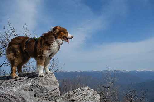 Australian Shepherd dog stands on large rock on top of cliff against blue sky and snowy mountain peaks on warm spring day. Full length portrait in profile. Traveling concept and hiking with dog.